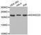 Kinase D-interacting substrate of 220 kDa antibody, STJ24309, St John