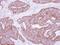 Mitochondrial Ribosomal Protein L28 antibody, NBP2-19403, Novus Biologicals, Immunohistochemistry paraffin image 