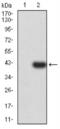 Proteasome 26S Subunit, ATPase 3 antibody, NBP2-61803, Novus Biologicals, Western Blot image 