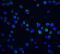 DNA Fragmentation Factor Subunit Beta antibody, A05374-3, Boster Biological Technology, Immunofluorescence image 