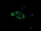 Cytochrome C Oxidase Subunit 6A1 antibody, TA501397S, Origene, Immunofluorescence image 