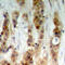 Akt antibody, abx133026, Abbexa, Western Blot image 