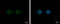 SYNE2 antibody, GTX121928, GeneTex, Immunofluorescence image 