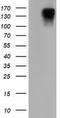 MIC5 antibody, LS-C115466, Lifespan Biosciences, Western Blot image 
