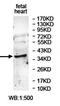 Izumo Sperm-Egg Fusion 1 antibody, orb78088, Biorbyt, Western Blot image 