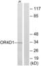 Olfactory Receptor Family 4 Subfamily D Member 1 antibody, abx015429, Abbexa, Western Blot image 