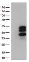 Transcription cofactor vestigial-like protein 3 antibody, TA812793, Origene, Western Blot image 