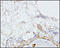Estrogen Receptor 2 antibody, 251152, Abbiotec, Immunohistochemistry paraffin image 