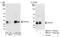 Cleavage And Polyadenylation Specific Factor 4 antibody, NB100-79827, Novus Biologicals, Western Blot image 