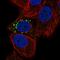 Protein Phosphatase, Mg2+/Mn2+ Dependent 1J antibody, HPA046045, Atlas Antibodies, Immunofluorescence image 