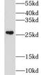 Glutathione S-transferase Mu 4 antibody, FNab03694, FineTest, Western Blot image 
