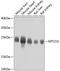 Mitochondrially Encoded Cytochrome C Oxidase II antibody, 13-934, ProSci, Western Blot image 