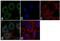 Tpx antibody, LF-MA0144, Invitrogen Antibodies, Immunofluorescence image 