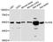 LIM Homeobox 9 antibody, LS-C747799, Lifespan Biosciences, Western Blot image 