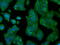 Ring Finger Protein 144B antibody, M10490, Boster Biological Technology, Immunofluorescence image 