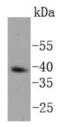 Nanog Homeobox antibody, NBP2-67562, Novus Biologicals, Western Blot image 