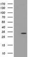 Myo-Inositol Oxygenase antibody, LS-C115412, Lifespan Biosciences, Western Blot image 
