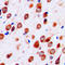 Neurotrimin antibody, LS-C353429, Lifespan Biosciences, Immunohistochemistry paraffin image 