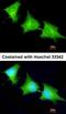 Sepiapterin Reductase antibody, orb69687, Biorbyt, Immunofluorescence image 