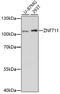 Zinc Finger Protein 711 antibody, 16-834, ProSci, Western Blot image 