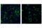 F4/80 antibody, 71299S, Cell Signaling Technology, Immunofluorescence image 
