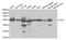 GDP Dissociation Inhibitor 1 antibody, A5462, ABclonal Technology, Western Blot image 