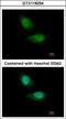 F-Box Protein 28 antibody, GTX118254, GeneTex, Immunofluorescence image 