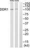 Discoidin Domain Receptor Tyrosine Kinase 1 antibody, abx015156, Abbexa, Western Blot image 