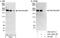 Rho Guanine Nucleotide Exchange Factor 11 antibody, A301-952A, Bethyl Labs, Western Blot image 