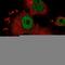 Small Nuclear Ribonucleoprotein U1 Subunit 70 antibody, HPA043516, Atlas Antibodies, Immunocytochemistry image 