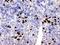 S100A8 antibody, PB9742, Boster Biological Technology, Immunohistochemistry frozen image 