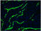 Desmin antibody, BM5500P, Origene, Immunohistochemistry frozen image 