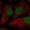 JRK Like antibody, HPA060341, Atlas Antibodies, Immunocytochemistry image 