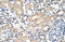 Exosome Component 7 antibody, 29-421, ProSci, Western Blot image 