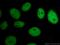 Chromobox 3 antibody, 66446-1-Ig, Proteintech Group, Immunofluorescence image 