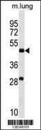 Ring Finger Protein 150 antibody, 59-846, ProSci, Western Blot image 