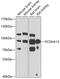 Protocadherin Alpha 13 antibody, 22-967, ProSci, Western Blot image 