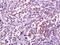 Sarcalumenin antibody, orb312973, Biorbyt, Immunohistochemistry paraffin image 
