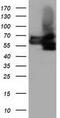 Butyrophilin Subfamily 1 Member A1 antibody, GTX84780, GeneTex, Western Blot image 
