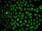 Solute Carrier Family 8 Member A1 antibody, orb11105, Biorbyt, Immunofluorescence image 