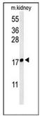LY6/PLAUR Domain Containing 1 antibody, AP52567PU-N, Origene, Western Blot image 