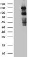 Polo Like Kinase 4 antibody, LS-C795497, Lifespan Biosciences, Western Blot image 
