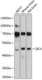 Zic Family Member 3 antibody, 23-866, ProSci, Western Blot image 