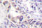 HsMAD2 antibody, LS-C176301, Lifespan Biosciences, Immunohistochemistry frozen image 