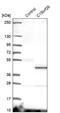 Cilia And Flagella Associated Protein 161 antibody, NBP2-14378, Novus Biologicals, Western Blot image 
