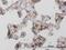 Mannose Receptor antibody, H00004360-M02, Novus Biologicals, Immunohistochemistry frozen image 