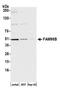 Family With Sequence Similarity 98 Member B antibody, A305-818A-M, Bethyl Labs, Western Blot image 