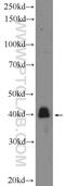 Cell division cycle-associated protein 7 antibody, 15249-1-AP, Proteintech Group, Western Blot image 