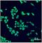 Jun Proto-Oncogene, AP-1 Transcription Factor Subunit antibody, LS-B3752, Lifespan Biosciences, Immunofluorescence image 