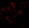 Tweety Family Member 2 antibody, 6885, ProSci, Immunofluorescence image 